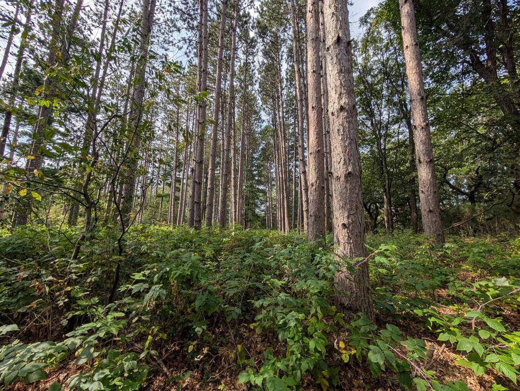 Picture 25