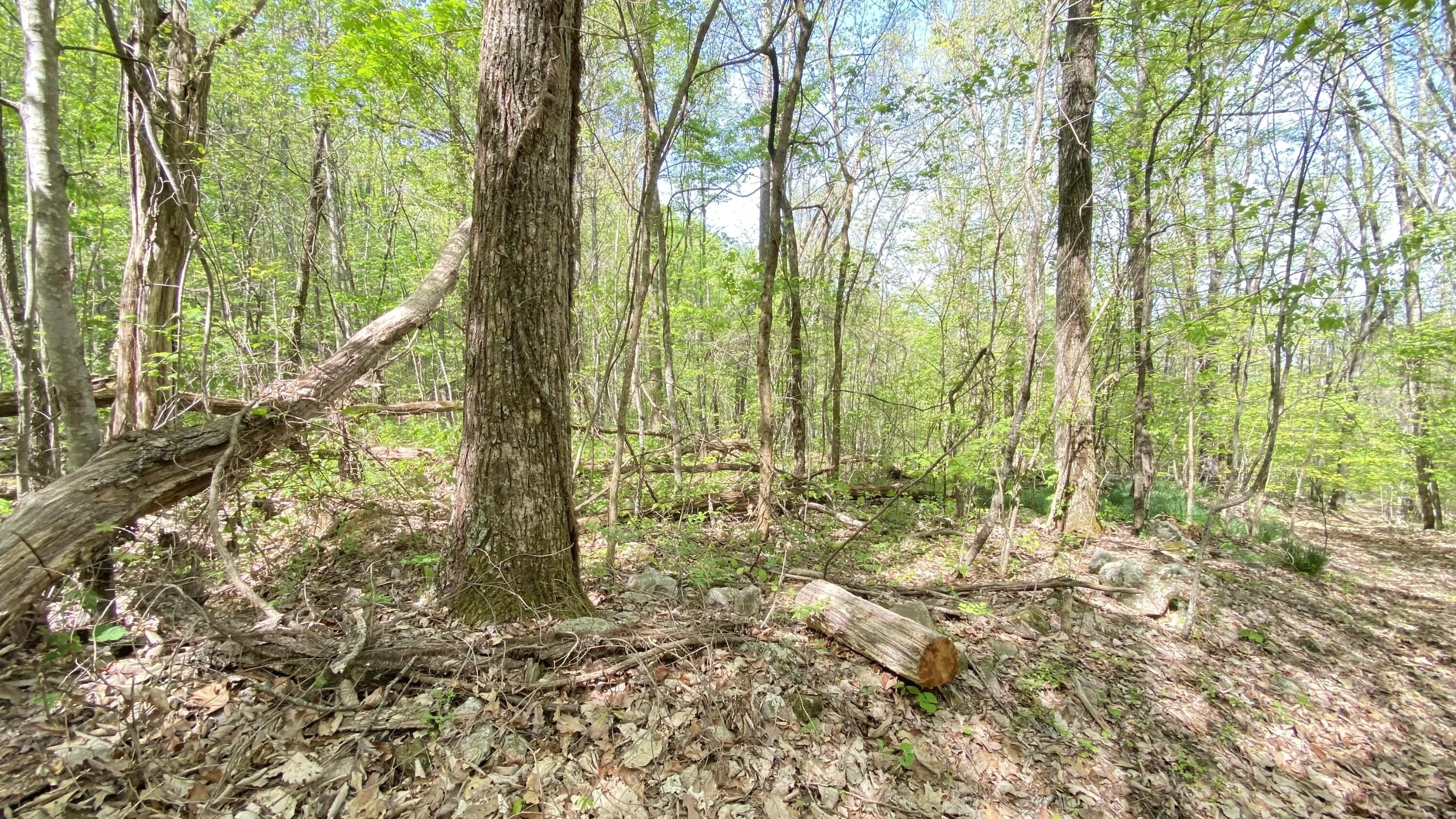 Unrestricted Land in Dandridge, TN