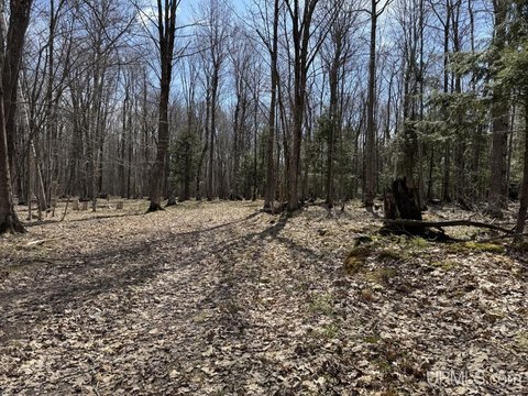 Wooded Land Near Lake Superior