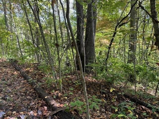 6.46 Acres in Tuckasegee, NC