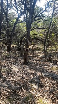 Unrestricted Land in Lakehills, TX