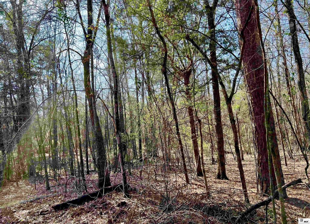 Picture 8