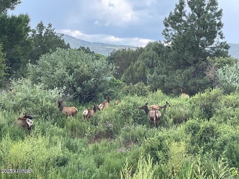 Land with Creek and Forest