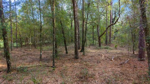 Land, Old Town, FL