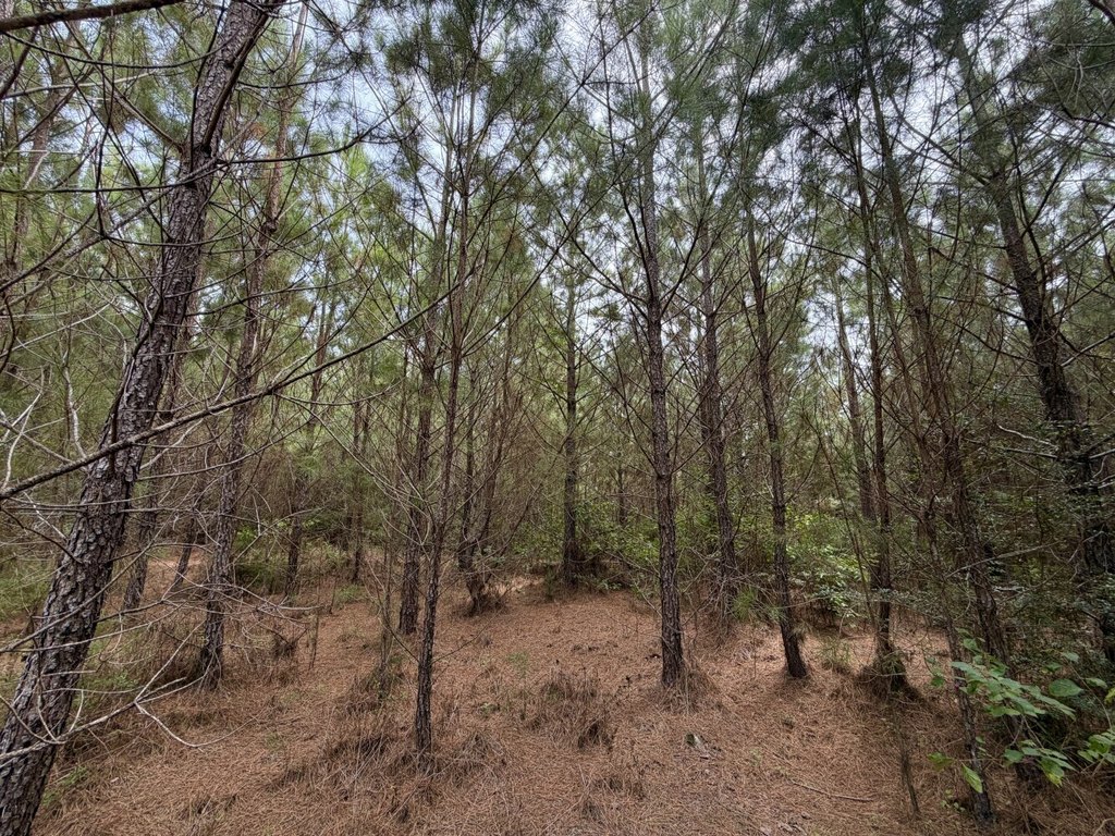 Picture 4