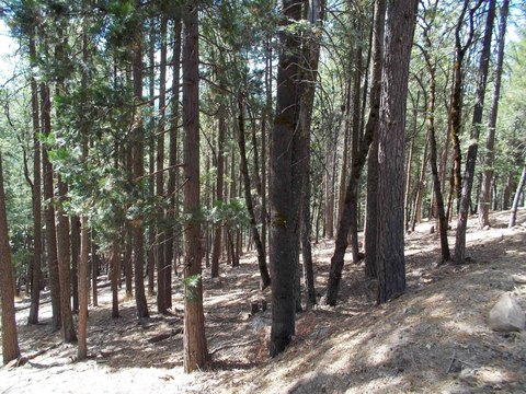 Quincy, CA Land For Sale