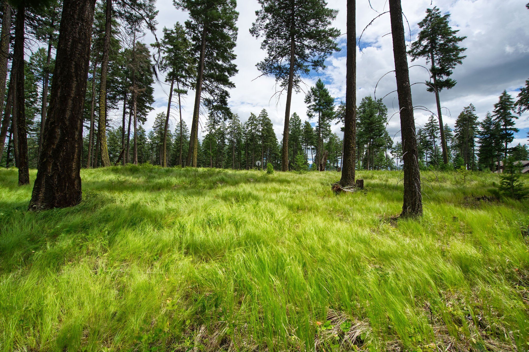 Wooded Land Parcel in Whitefish