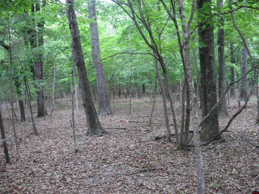 Picture 8
