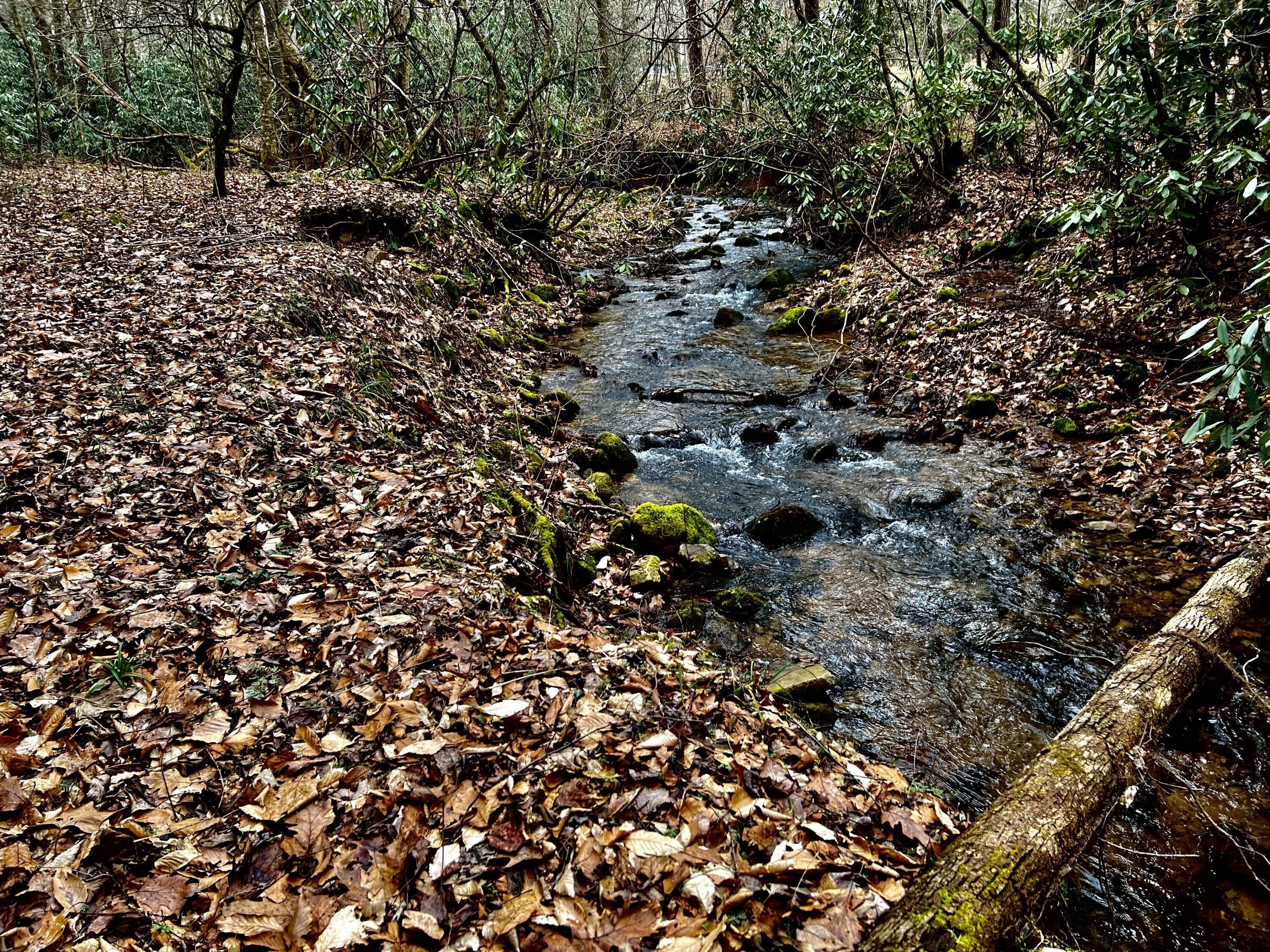 Unrestricted Land Bordering National Forest
