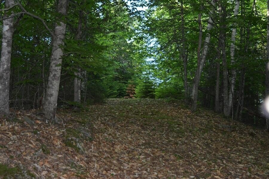 Picture 8