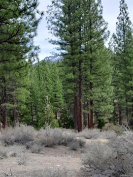 Portola Land Homesite Opportunity