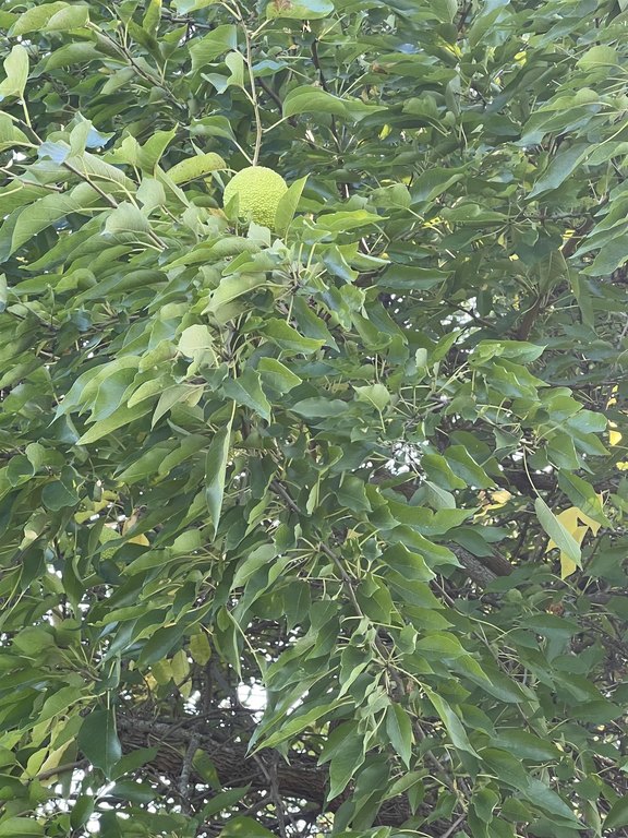 Picture 3