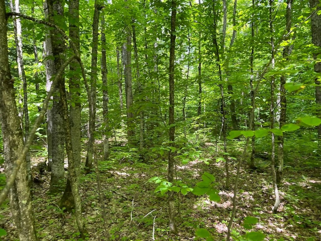 Picture 15
