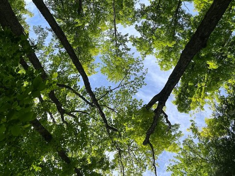 Wooded Recreation Land Parcel