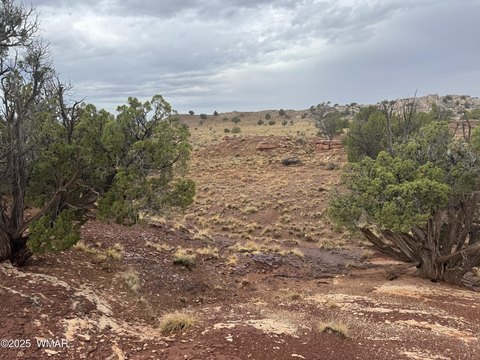 41.5 Acres in Concho, AZ