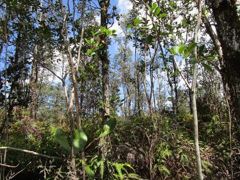 Kurtistown, HI Land for Sale