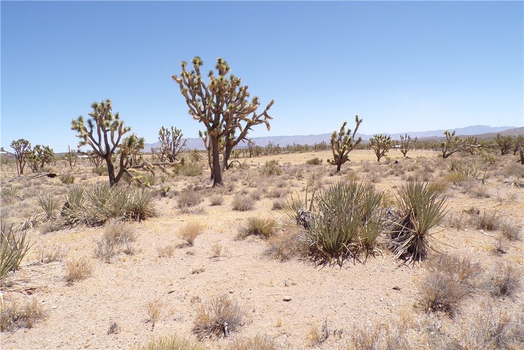 Picture 21