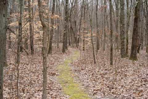 Secluded Wooded Acreage in Plainwell