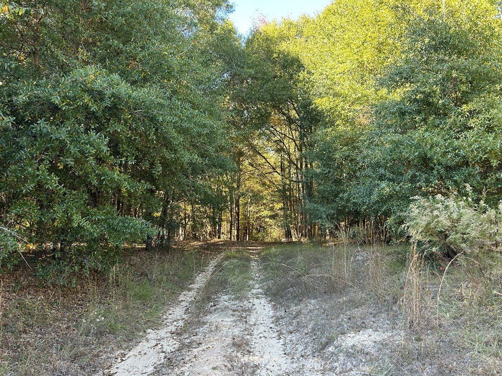 Picture 29