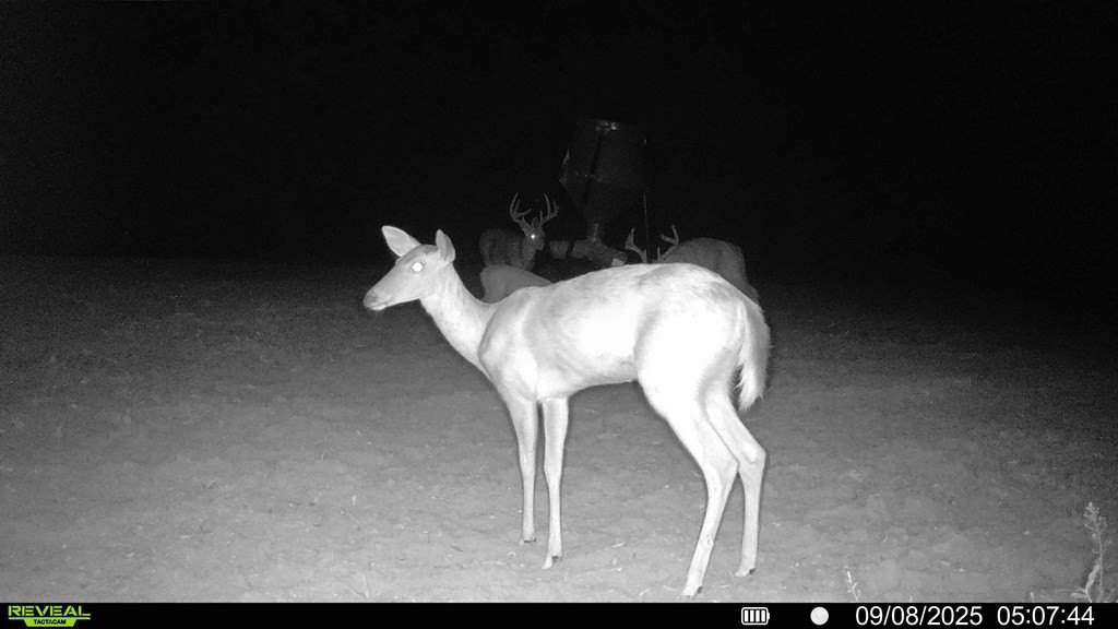Picture 5