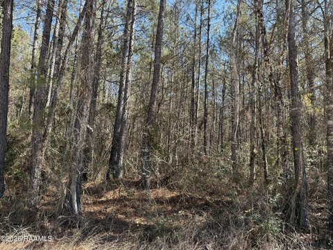 10 Acres of Timber Land