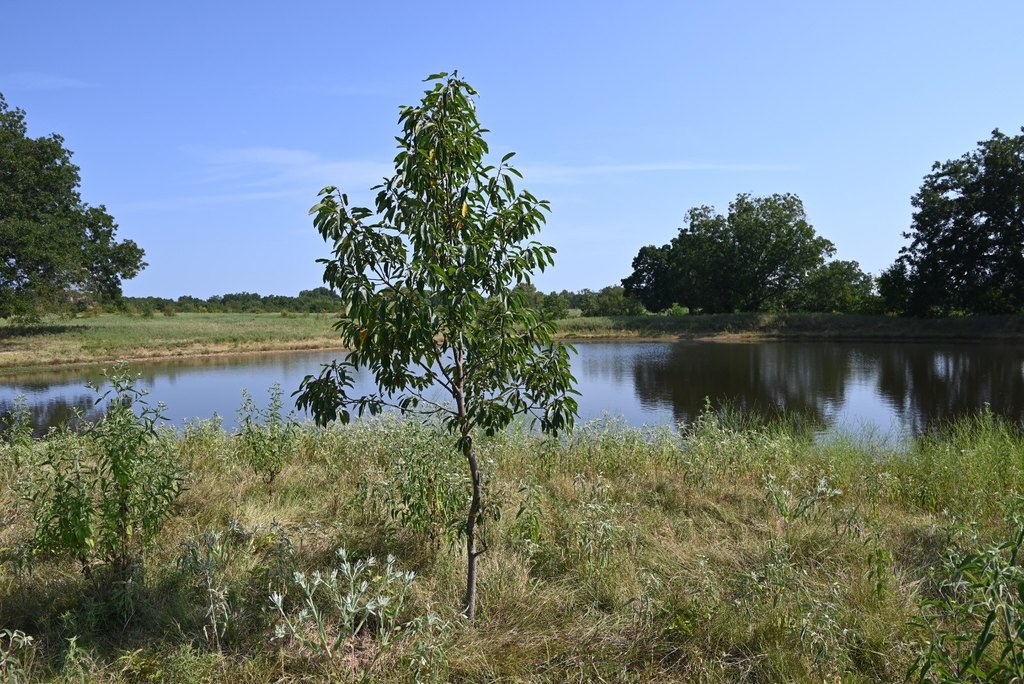 Picture 24