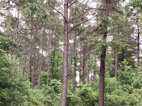 30 Acres of Pine Plantation