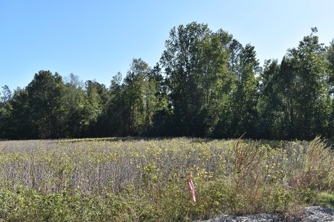 Land, Manning, SC