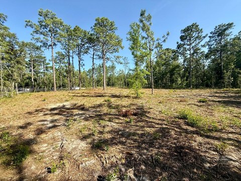 Affordable Land in Williston, Florida
