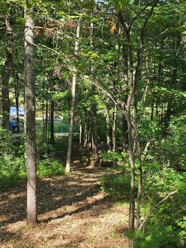 Waterfront Wooded Hunting Land