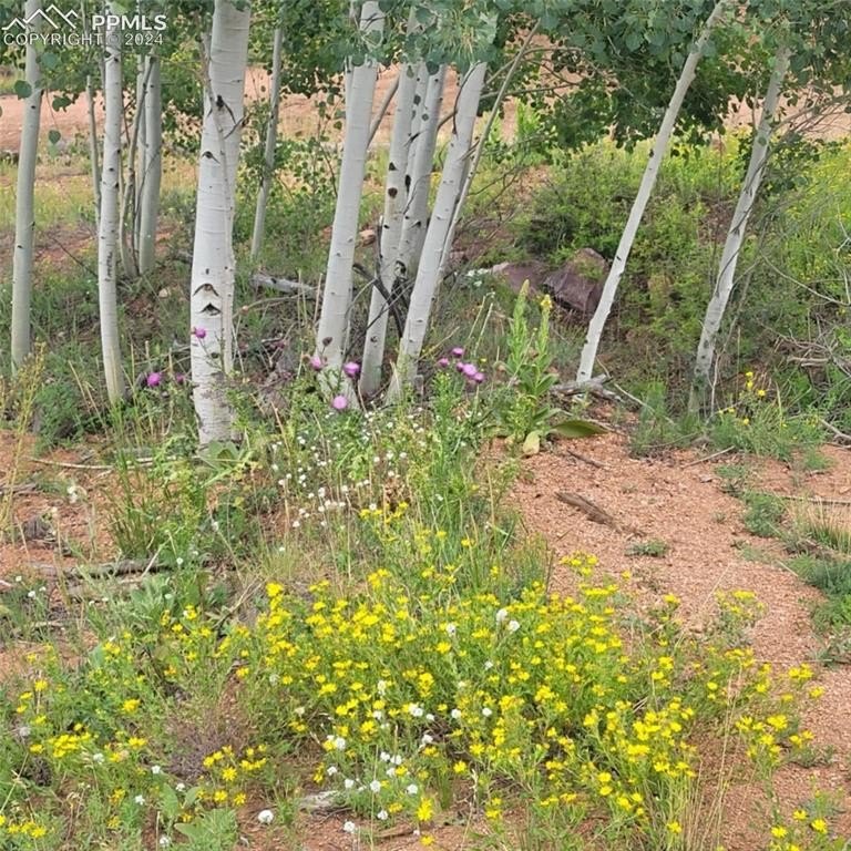 Picture 19