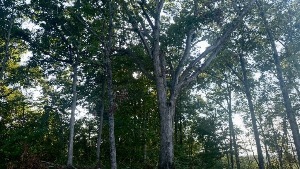 Picture 2
