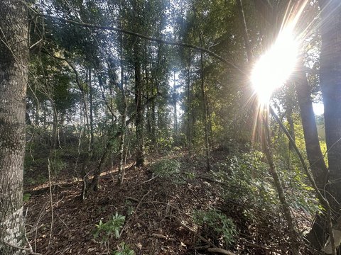 Secluded Wooded Land in Baker, FL