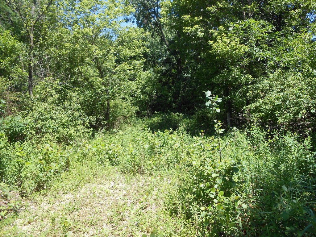 Picture 5