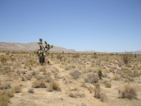 Vacant Land in Rosamond, CA