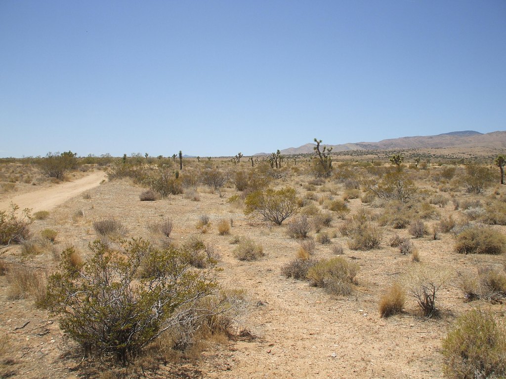 Picture 8