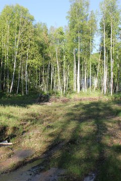 Fairbanks Land in Birch Hill