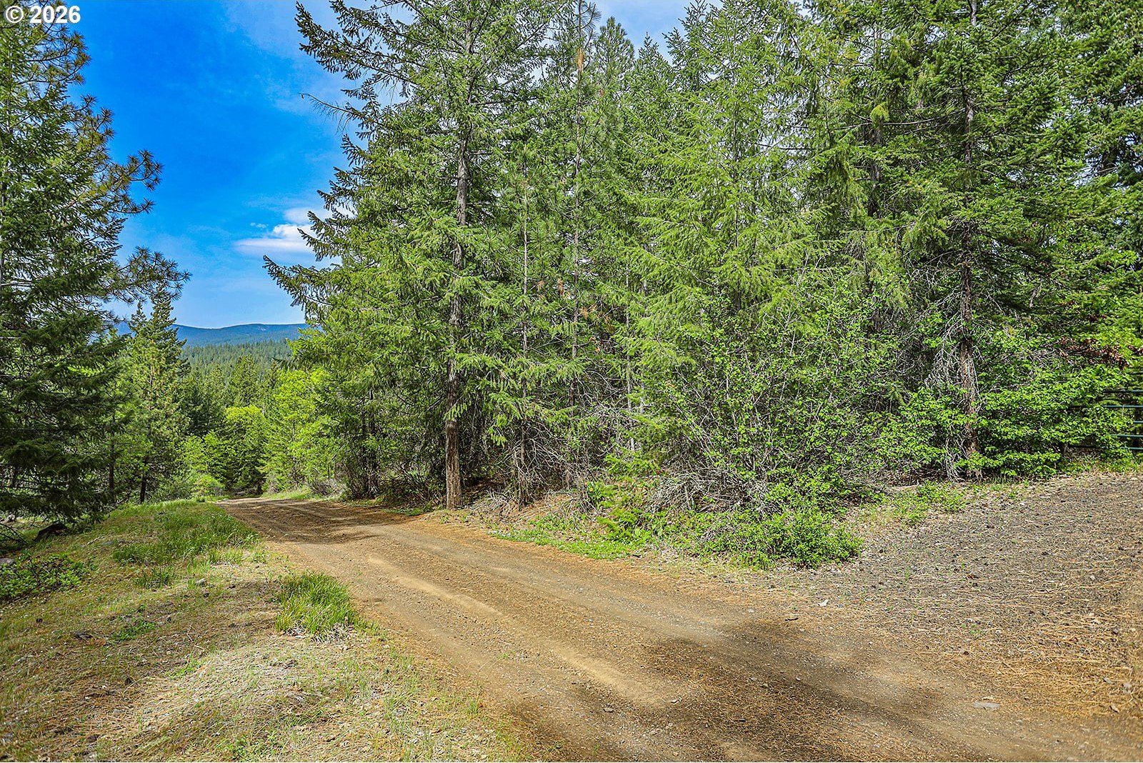 Forested Land in Goldendale, WA