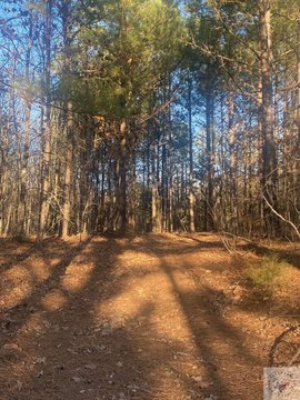 DeKalb, TX Wooded Acreage