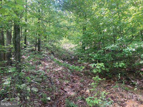 Cabin Project on Wooded Land
