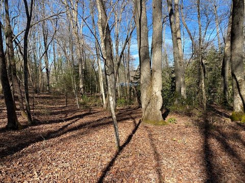 Land in Collett Woods