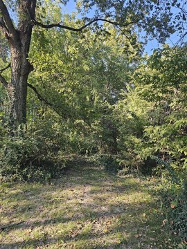 Wooded Acreage in Goodman, Missouri