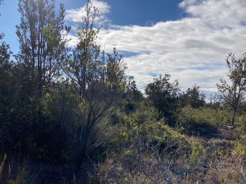 Ocean View Acreage Opportunity