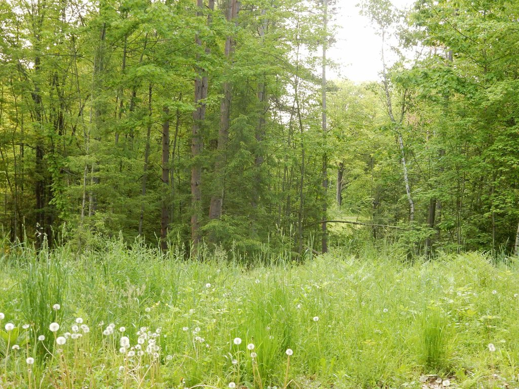 Picture 5