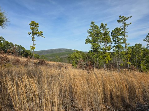 Off-Grid Mountain Homestead Land