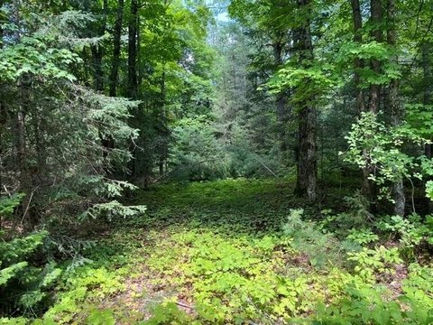 LAND - Land O Lakes, WI