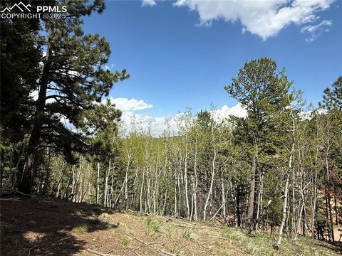 Woodland Park Treed Land