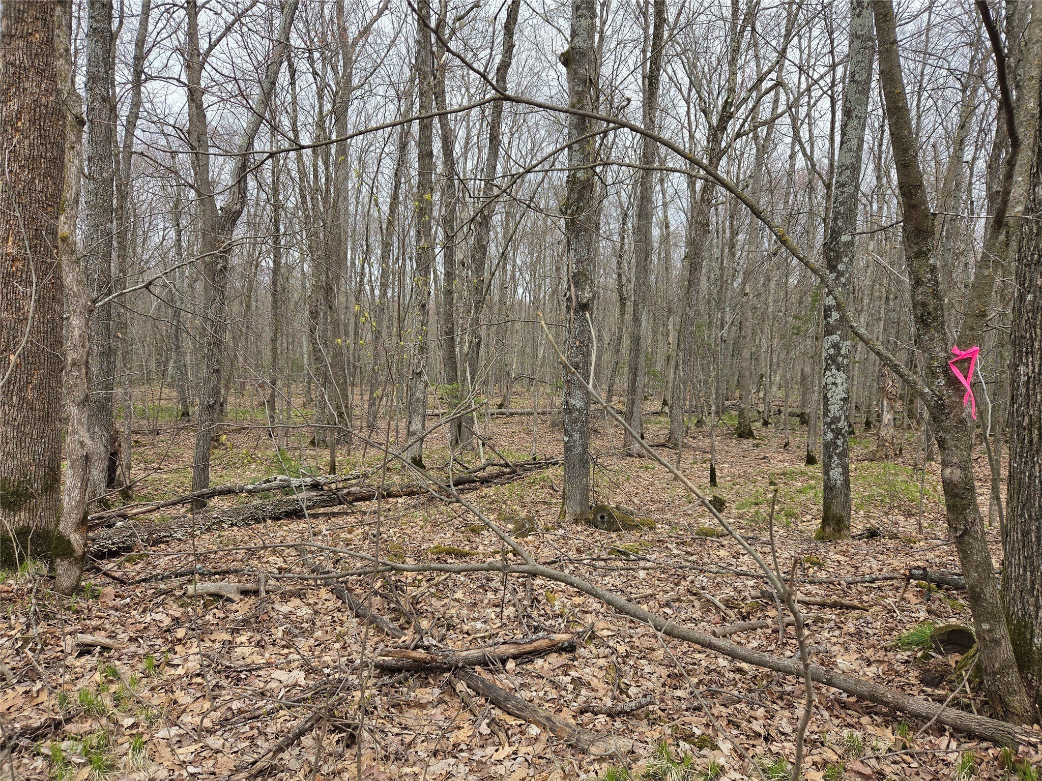 Hayward Hunting Land Near Forest