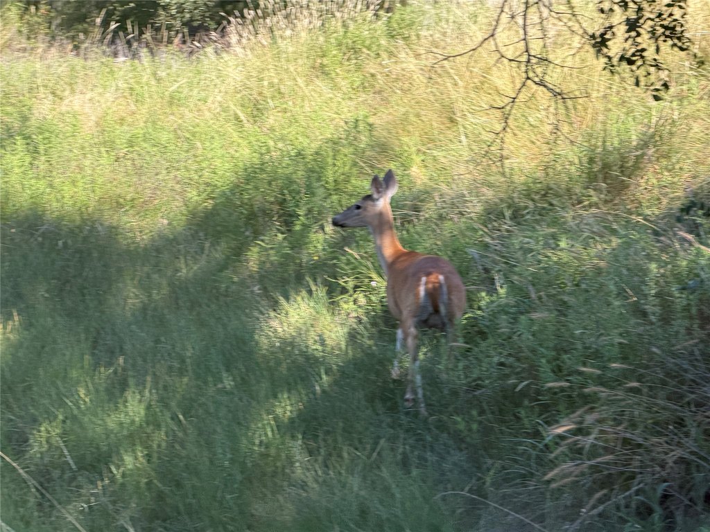 Picture 31