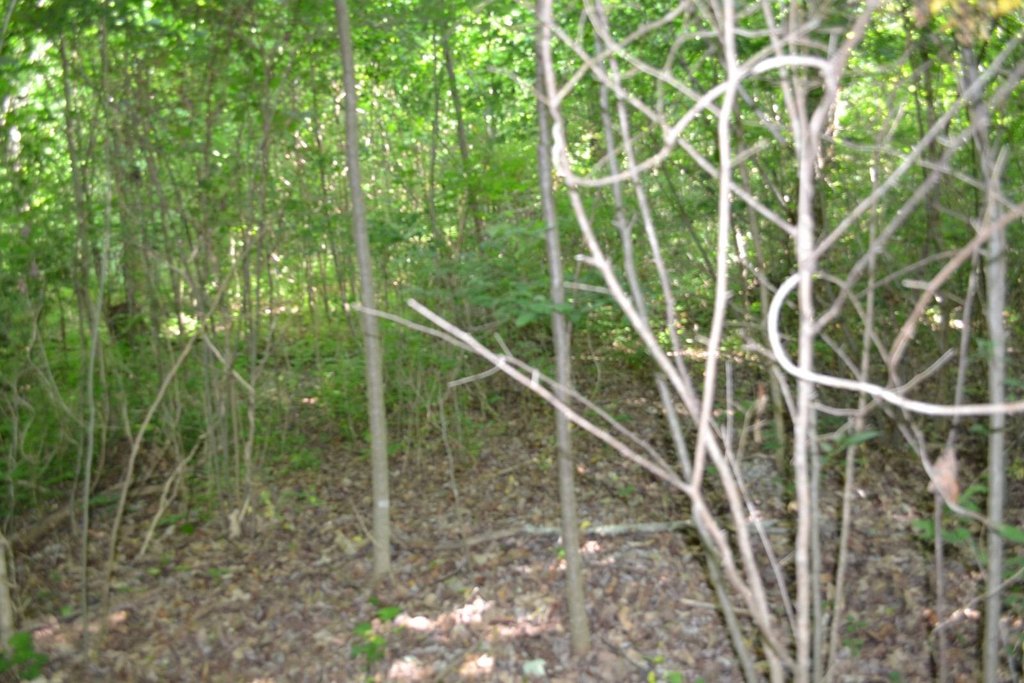 Picture 11